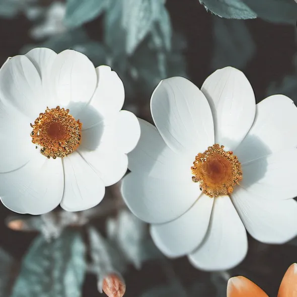 chat with ai character: ℘ango x 𝓙nuyasha