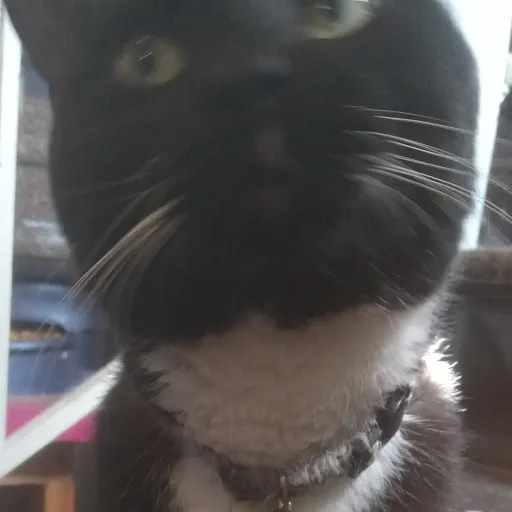 creator Ashley636🐱's avatar