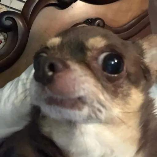 creator Veroniceza's avatar