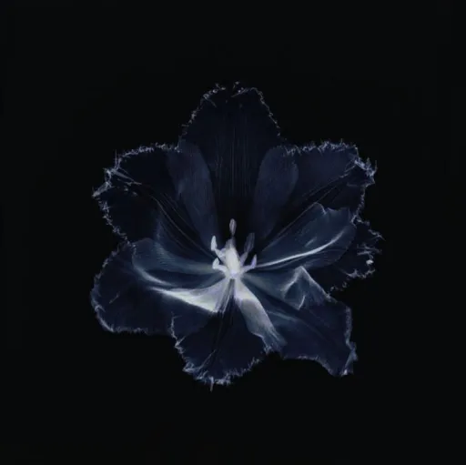 creator 🫧🌜 N1GHT 🌛🫧's avatar