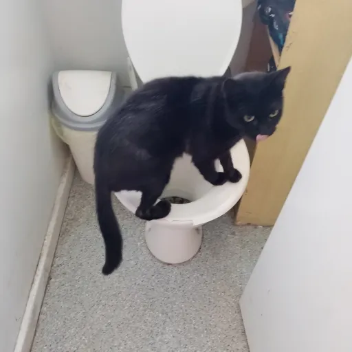 creator MRS_MALFOY's avatar