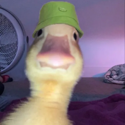creator pato con gorra's avatar