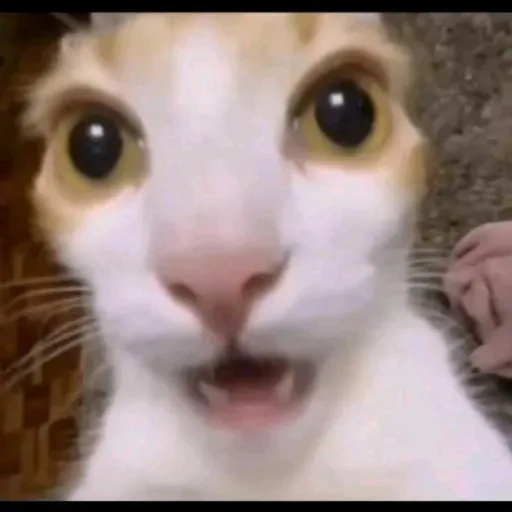 creator 🍓💗~Daniela~🍓💗's avatar