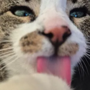 talkie's author avatar