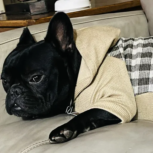 creator Cutie5454's avatar