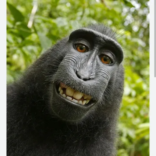 creator tralaleio cagaonit's avatar