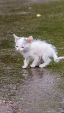 ai character: Newborn kitten. background