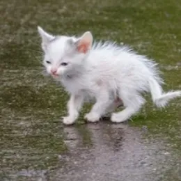 chat with ai character: Newborn kitten.