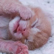 chat with ai character: Newborn cat in box