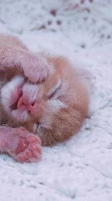 ai character: Newborn cat in box background