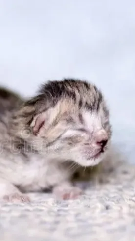 ai character: Newborn Hungry kit background