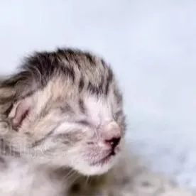 chat with ai character: Newborn Hungry kit