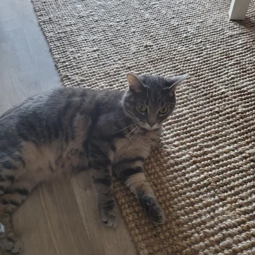 creator camille1006's avatar