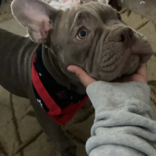 creator Bonibelle.'s avatar