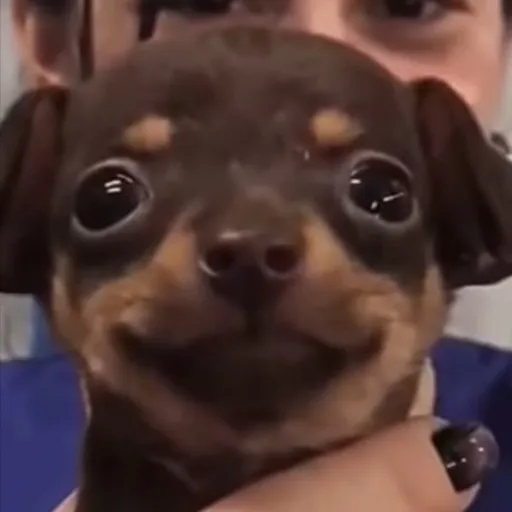 creator Santiago_p's avatar