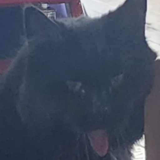 creator sans virus. "Joke"'s avatar