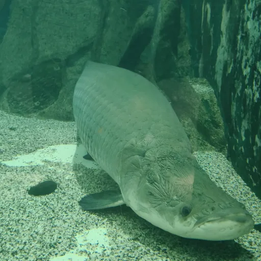 creator fishydude's avatar