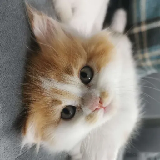 creator naya:).'s avatar