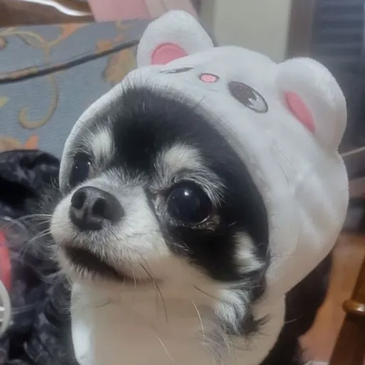 creator AbuserOfTalkies!'s avatar