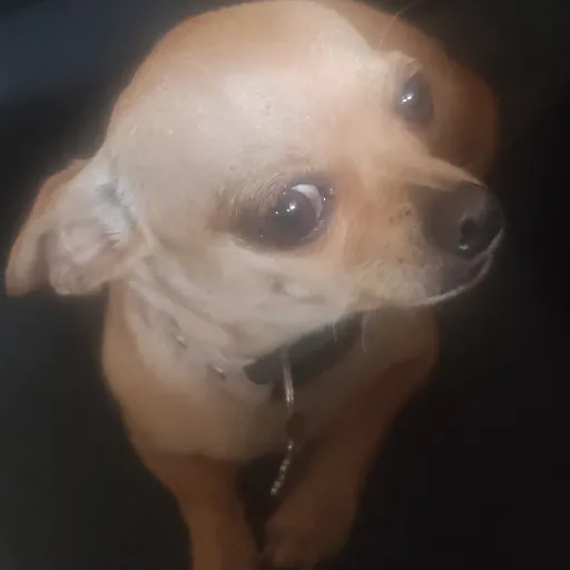 creator William 888 skibid's avatar