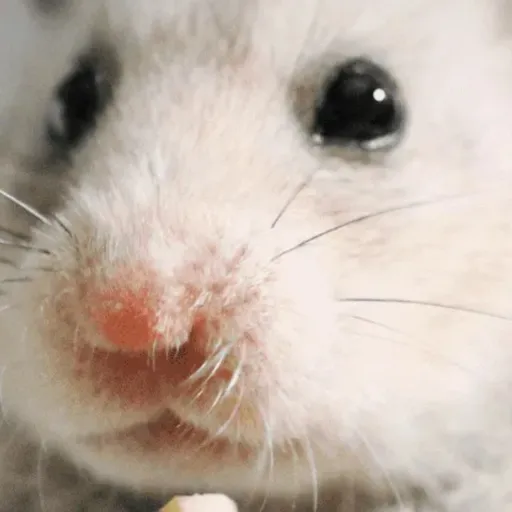 creator 💋GalHajnalkaReka💋's avatar