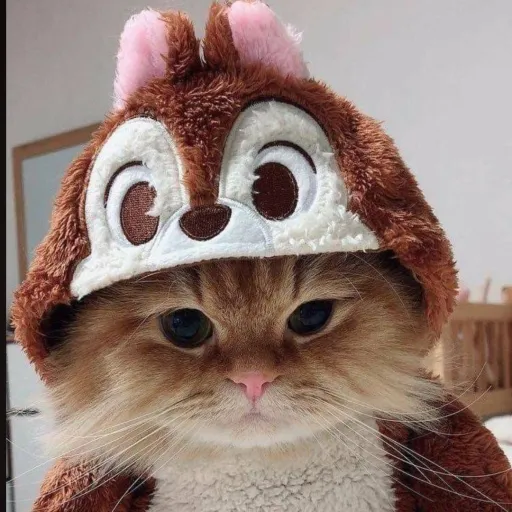 creator 😺baby_kitten😺's avatar