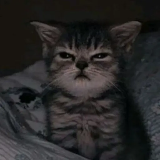 creator soy Axel's avatar