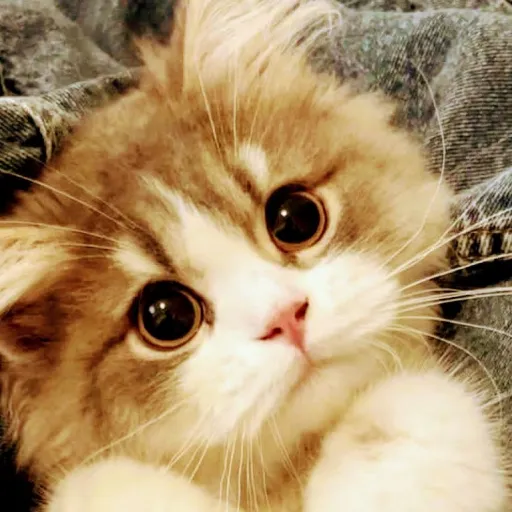 creator Sara 833's avatar