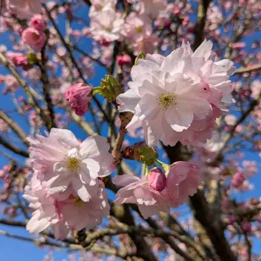 creator Lily . M's avatar