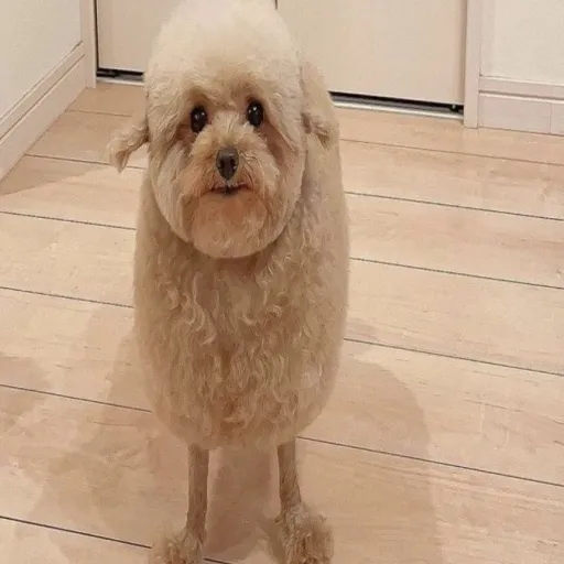 creator Mr. fluffernuffer's avatar