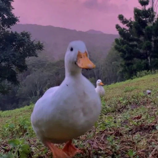 creator capimoncho's avatar