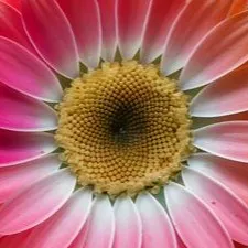 chat with ai character: DW kid au (remake)