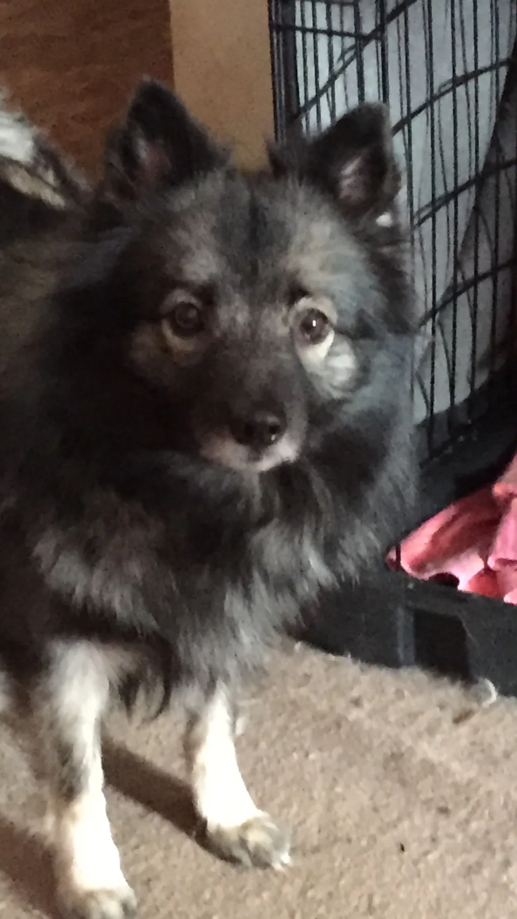 ai character: Halia 😔  background