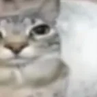 chat with ai character: tralaliro tralala