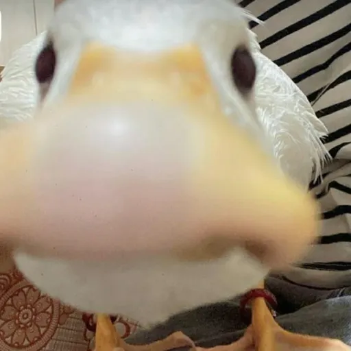 creator I luv ducks's avatar