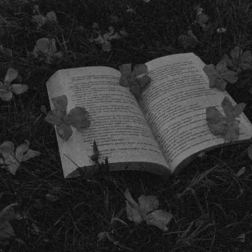 creator {{{_🌹_}}}'s avatar