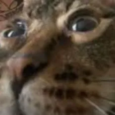 chat with ai character: Straykidz and YOU!