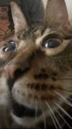 ai character: Straykidz and YOU! background