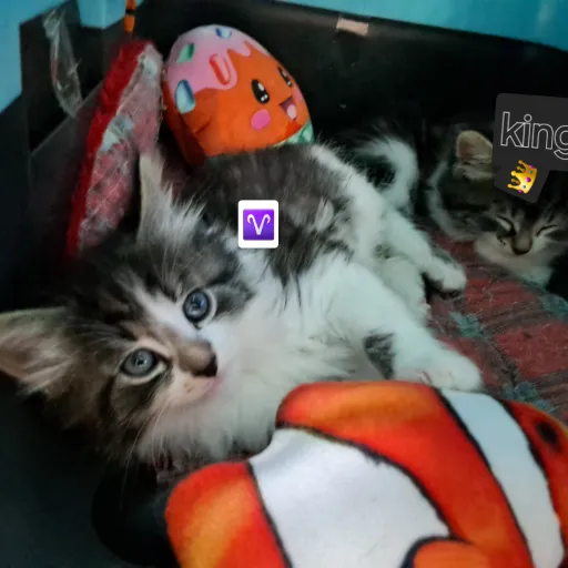 creator nayira.'s avatar