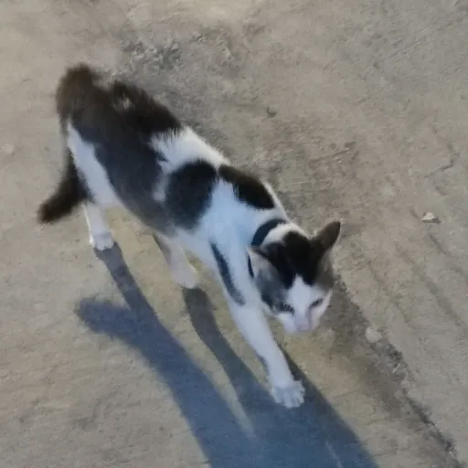 creator Gachapon!!'s avatar