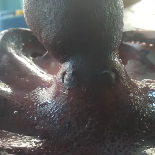 creator mothman the great's avatar