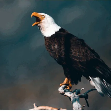 creator Names_James's avatar