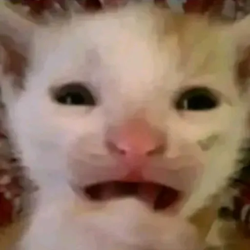 creator ocaca's avatar