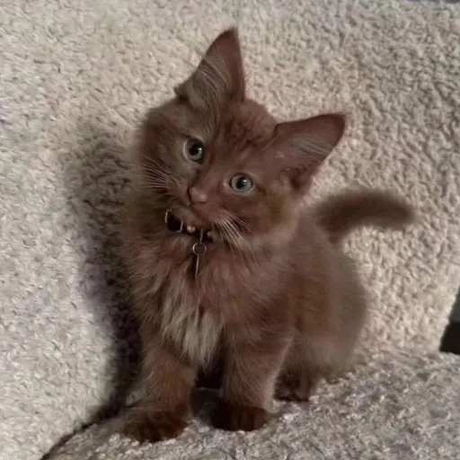 creator 《☆Jas_Quokka☆》's avatar