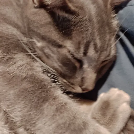 creator soy un persona xd's avatar