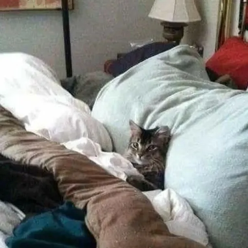 creator un cat-ador's avatar