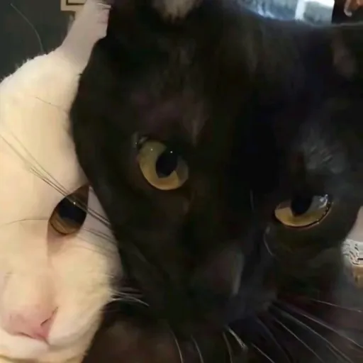 creator ~~{🖤Artheon🤍}~~'s avatar