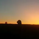 creator FIORELLA AMARILLA's avatar