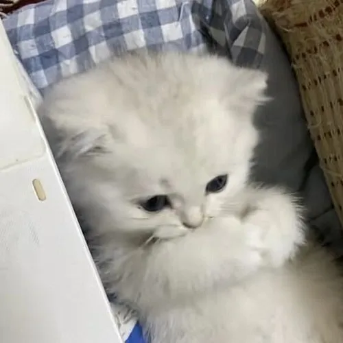 creator Akira_official_cat's avatar