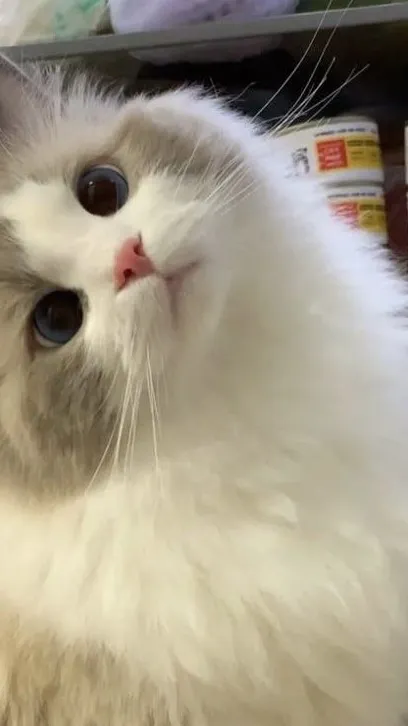 ai character: ✨Chloe✨ background